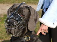 Best Fit dog Muzzle for Great dane- wire Muzzle